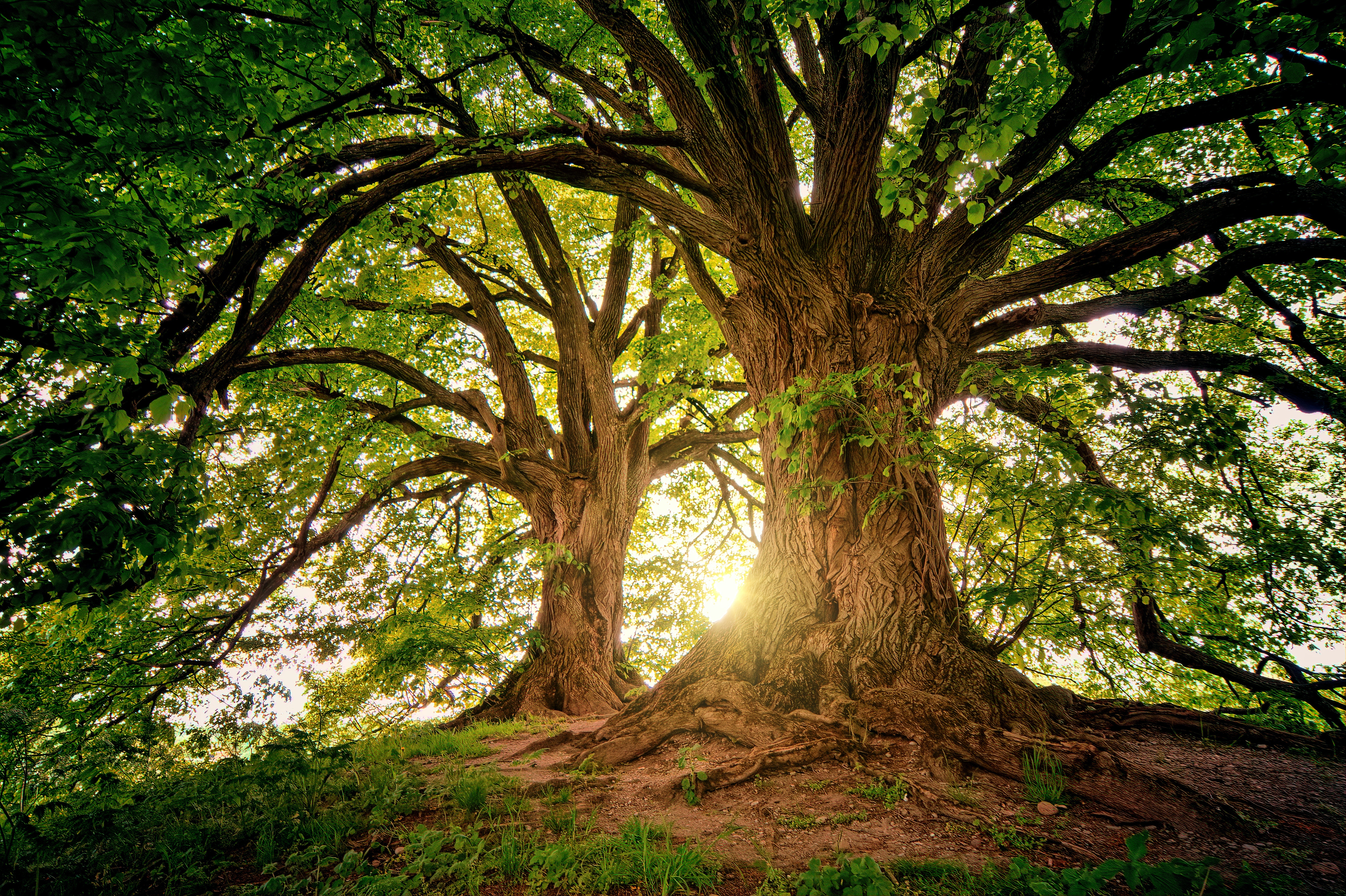 Obrazek przedstawiający drzewa
